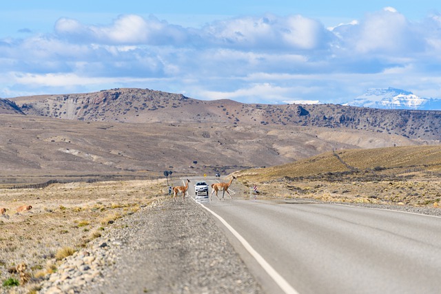 Free download landscape road guanacos highway free picture to be edited with GIMP free online image editor
