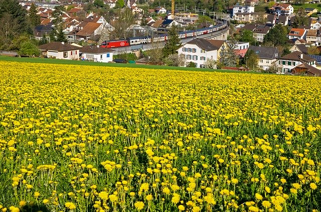 Gratis download Landschapszee van bloemen - gratis foto of afbeelding om te bewerken met GIMP online afbeeldingseditor