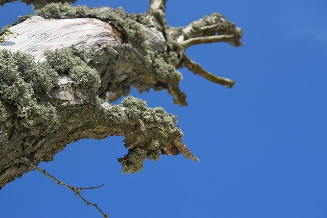 Muat turun percuma Landscape Sky Tree - foto atau gambar percuma untuk diedit dengan editor imej dalam talian GIMP