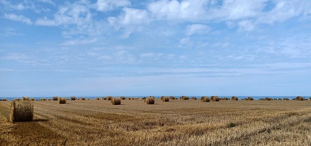 Descarga gratuita Landscape Straw Harvest: foto o imagen gratuita para editar con el editor de imágenes en línea GIMP