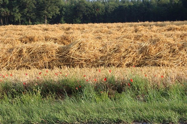 تنزيل مجاني Landscape Straw Poppy - صورة مجانية أو صورة ليتم تحريرها باستخدام محرر الصور عبر الإنترنت GIMP