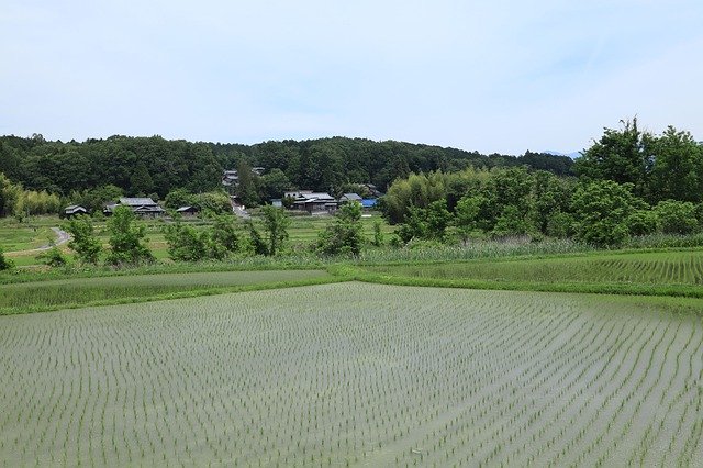 무료 다운로드 풍경 여름 농업 패디 - 무료 사진 또는 김프 온라인 이미지 편집기로 편집할 수 있는 사진
