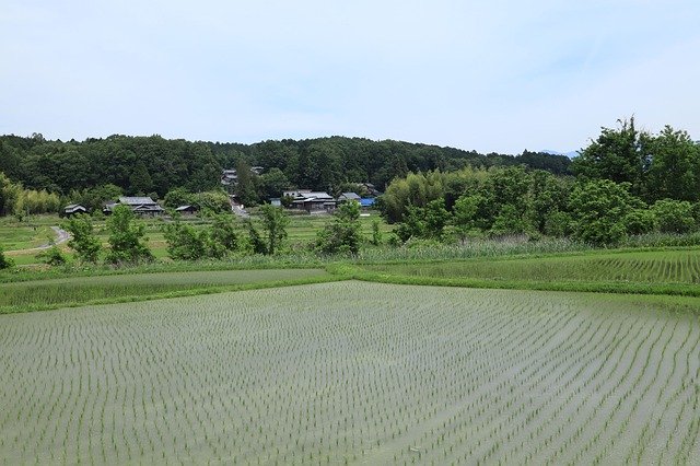 تنزيل مجاني لـ Landscape Summer Agriculture Paddy - صورة مجانية أو صورة لتحريرها باستخدام محرر الصور عبر الإنترنت GIMP