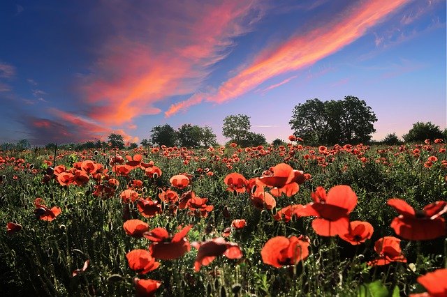 Template Photo Landscape Sun Flowers -  for OffiDocs