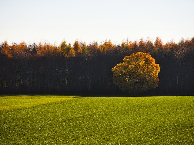 Free download Landscape Tree Autumn -  free photo or picture to be edited with GIMP online image editor