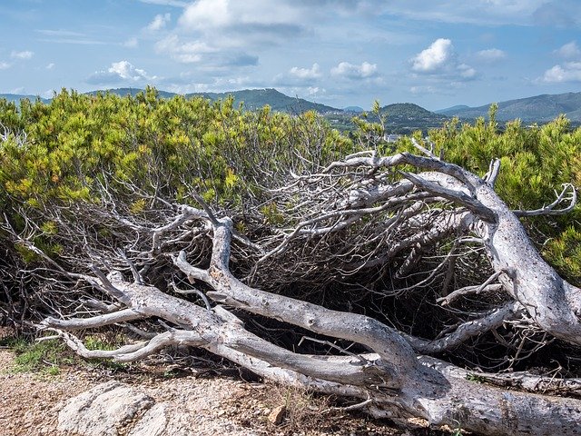 Download grátis de ramos de árvore da paisagem - foto ou imagem grátis para ser editada com o editor de imagens online GIMP