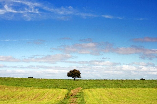 Free download Landscape Tree Field -  free photo or picture to be edited with GIMP online image editor