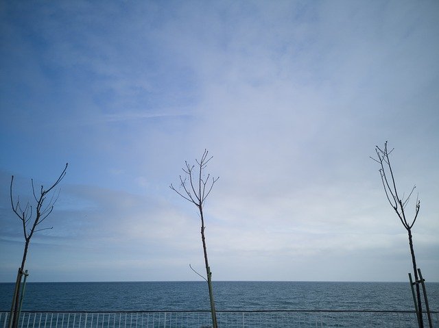 Bezpłatne pobieranie Landscape Tree Marine - bezpłatne zdjęcie lub obraz do edycji za pomocą internetowego edytora obrazów GIMP