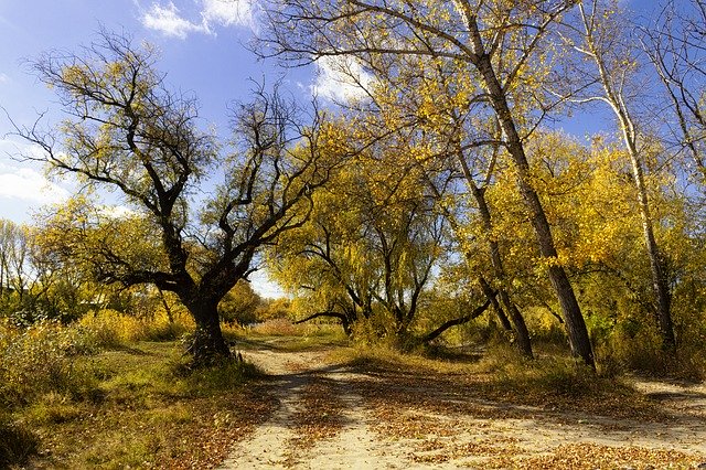 風景の木を無料でダウンロード-GIMPオンラインイメージエディターで編集できる無料の写真または画像