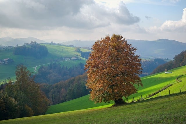 Free download landscape trees autumn fall free picture to be edited with GIMP free online image editor