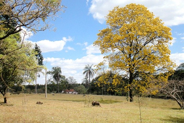 Free download Landscape Tree Scenario -  free photo or picture to be edited with GIMP online image editor