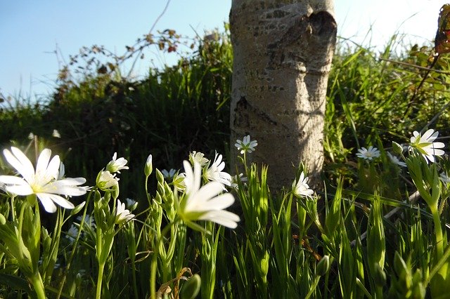 ດາວ​ໂຫຼດ​ຟຣີ Landscape Trunk Flower - ຮູບ​ພາບ​ຟຣີ​ຫຼື​ຮູບ​ພາບ​ທີ່​ຈະ​ໄດ້​ຮັບ​ການ​ແກ້​ໄຂ​ກັບ GIMP ອອນ​ໄລ​ນ​໌​ບັນ​ນາ​ທິ​ການ​ຮູບ​ພາບ​