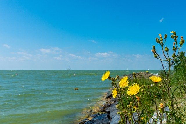 Descărcare gratuită Landscape Water Flowers - fotografie sau imagini gratuite pentru a fi editate cu editorul de imagini online GIMP