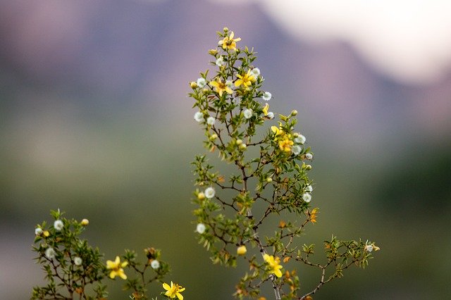 Free download Landscape Yellow Nature -  free photo or picture to be edited with GIMP online image editor