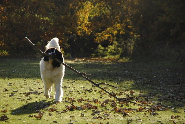 Bezpłatne pobieranie Landseer Dog Breed - bezpłatne zdjęcie lub obraz do edycji za pomocą internetowego edytora obrazów GIMP