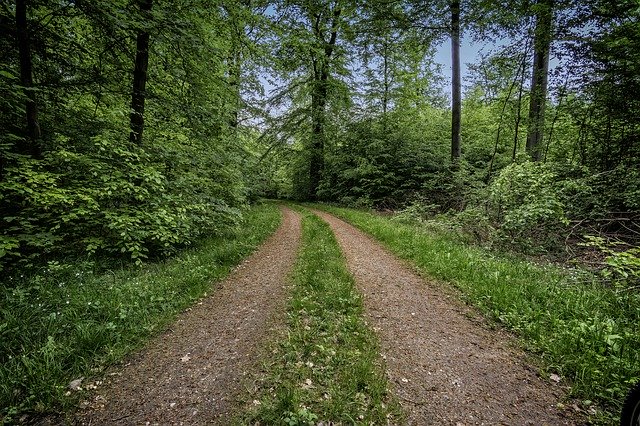 Muat turun percuma Laluan Hutan Lane - foto atau gambar percuma untuk diedit dengan editor imej dalam talian GIMP