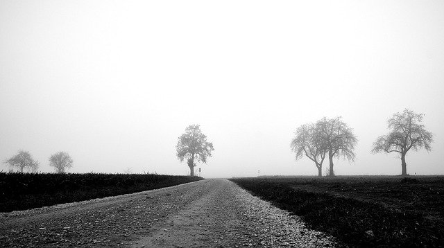 دانلود رایگان Lane Trees Kahl - عکس یا تصویر رایگان برای ویرایش با ویرایشگر تصویر آنلاین GIMP