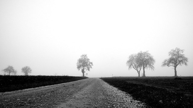 Free download Lane Trees Kahl -  free photo or picture to be edited with GIMP online image editor