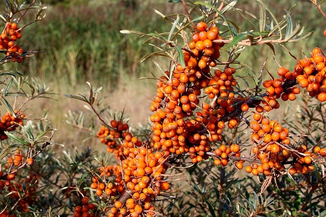 Libreng download Langeoog Sea Buckthorn Plant - libreng larawan o larawan na ie-edit gamit ang GIMP online na editor ng imahe