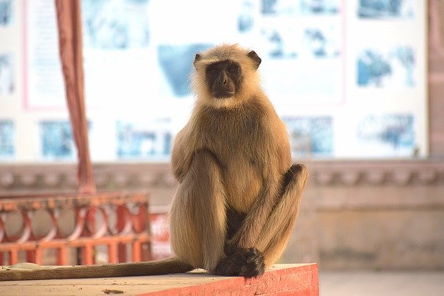 मुफ्त डाउनलोड लंगूर जंगली जानवर - जीआईएमपी ऑनलाइन छवि संपादक के साथ संपादित करने के लिए मुफ्त फोटो या तस्वीर