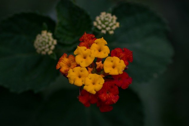 Unduh gratis Lantana Flower Bush - foto atau gambar gratis untuk diedit dengan editor gambar online GIMP