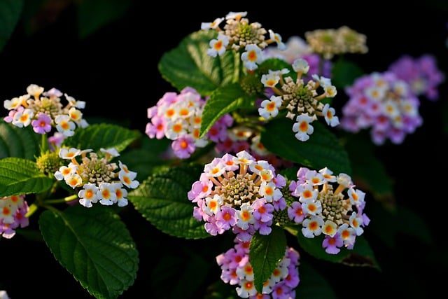 Free download lantana flower flora botany bloom free picture to be edited with GIMP free online image editor