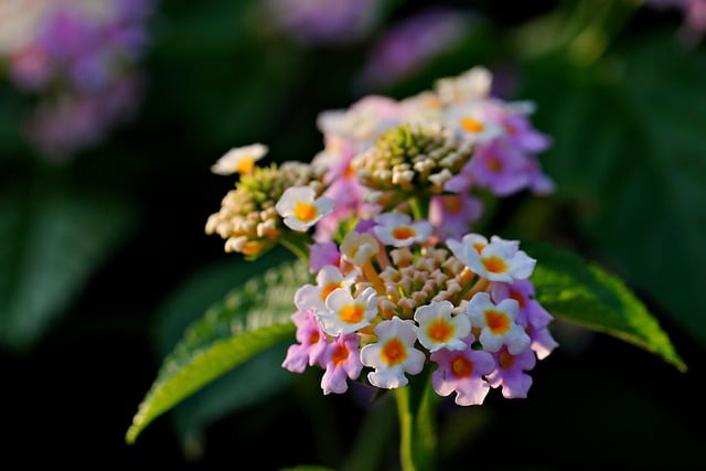 Free download lantana flower flora plant botany free picture to be edited with GIMP free online image editor