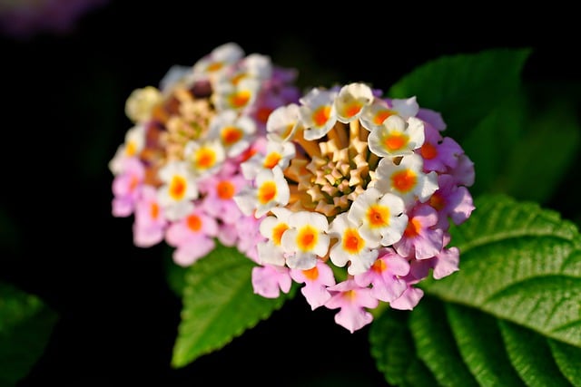 Free download lantana flowers flora nature free picture to be edited with GIMP free online image editor