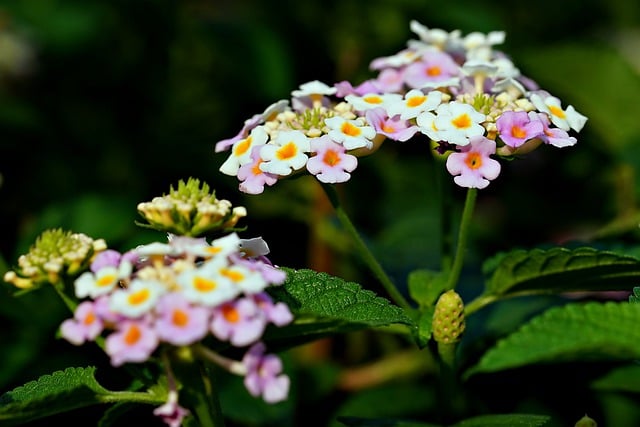 Free graphic lantana flowers plant petals to be edited by GIMP free image editor by OffiDocs