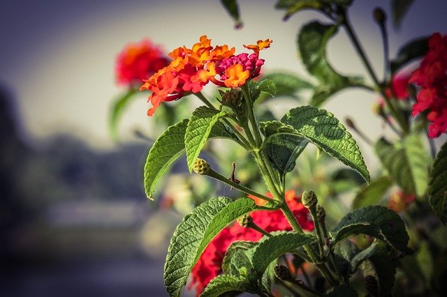 Download gratuito Lantana Red Flowers - foto o immagine gratuita da modificare con l'editor di immagini online di GIMP