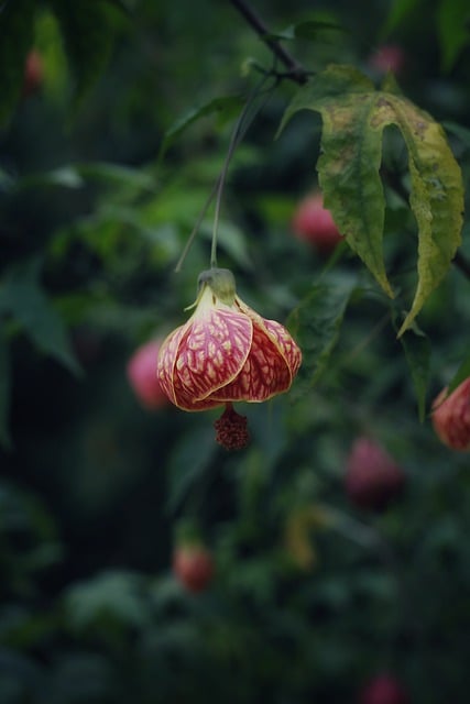 Free download lantern flower flower plant free picture to be edited with GIMP free online image editor