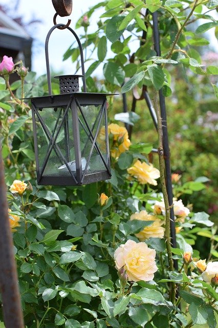 Téléchargement gratuit de Lantern Roses - photo ou image gratuite à éditer avec l'éditeur d'images en ligne GIMP