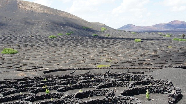 Kostenloser Download Lanzarote Wine Lava - kostenloses Foto oder Bild zur Bearbeitung mit GIMP Online-Bildbearbeitung