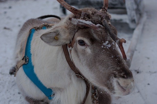 Free download Lapland Reindeer Sled -  free photo or picture to be edited with GIMP online image editor