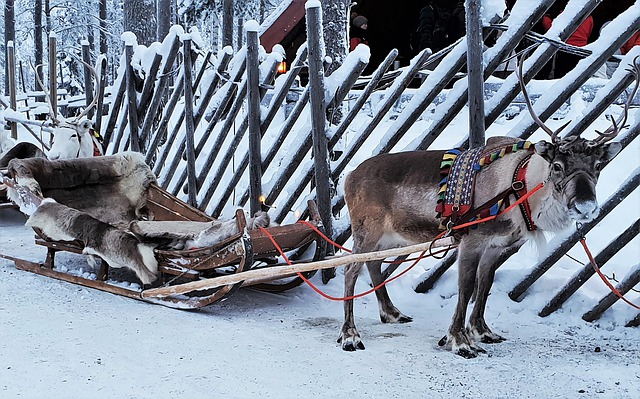 Free download lapland reindeer snow parish dec free picture to be edited with GIMP free online image editor
