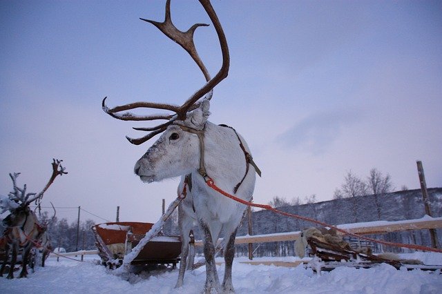 Muat turun percuma Lapland Snow - foto atau gambar percuma untuk diedit dengan editor imej dalam talian GIMP