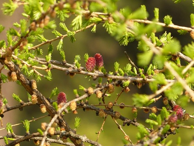 Free download Larch Cones Spring -  free photo or picture to be edited with GIMP online image editor