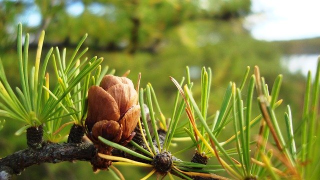 Free download Larch Cone Tree -  free photo or picture to be edited with GIMP online image editor