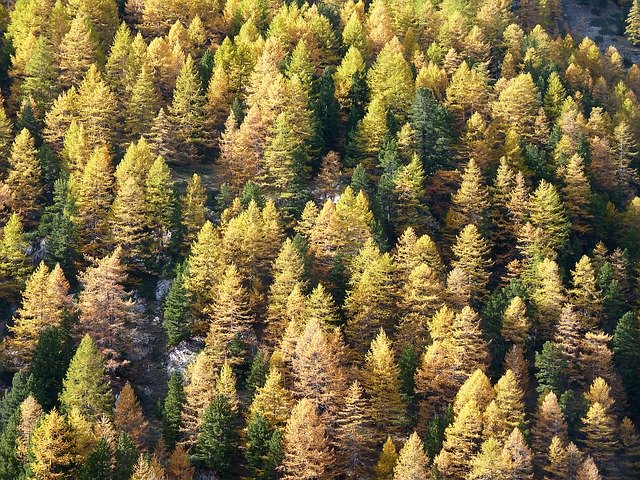 Téléchargement gratuit de Mélèze Alpes d'automne - photo ou image gratuite à modifier avec l'éditeur d'images en ligne GIMP