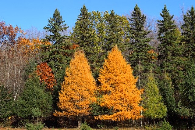 Muat turun percuma Larch Fall Leaf - foto atau gambar percuma untuk diedit dengan editor imej dalam talian GIMP