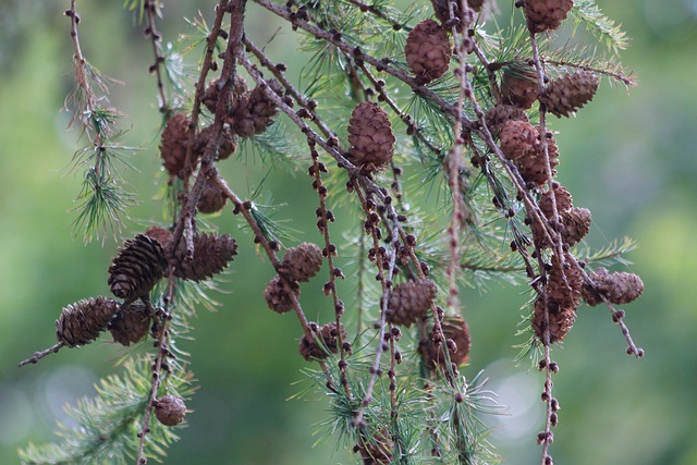 Free download larch japanese larch conifer tap free picture to be edited with GIMP free online image editor
