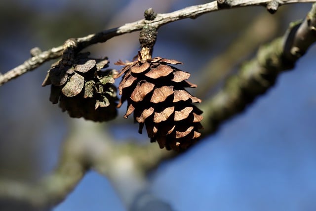 Free download larch larch tree larix decidua tap free picture to be edited with GIMP free online image editor