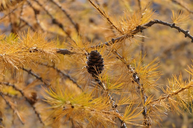 Free download larch larix tree nature pinecone free picture to be edited with GIMP free online image editor
