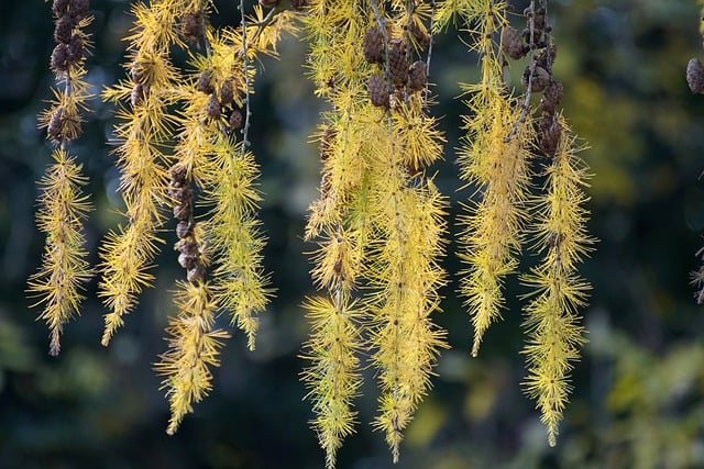 Free download larch larix tree woods autumn free picture to be edited with GIMP free online image editor