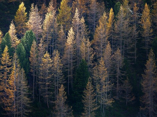 Muat turun percuma Larch Sun Nature - foto atau gambar percuma untuk diedit dengan editor imej dalam talian GIMP