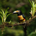Large billed forest bird  screen for extension Chrome web store in OffiDocs Chromium
