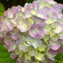 Large bunch of flowers  screen for extension Chrome web store in OffiDocs Chromium