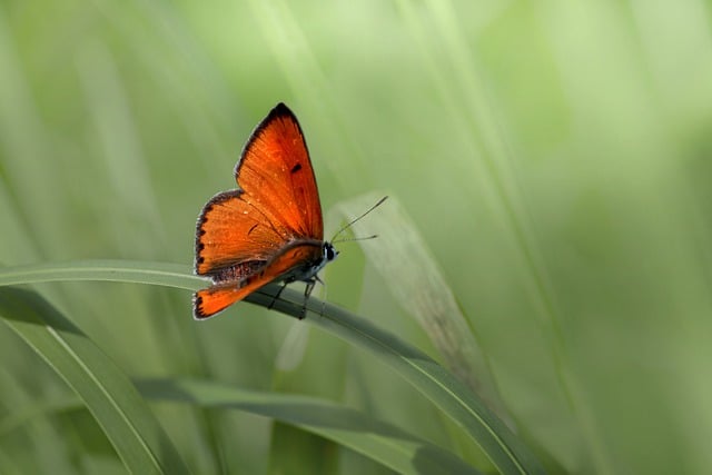 Free download large copper small copper free picture to be edited with GIMP free online image editor