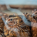 Large flock of quails  screen for extension Chrome web store in OffiDocs Chromium