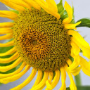 Large Flower  screen for extension Chrome web store in OffiDocs Chromium